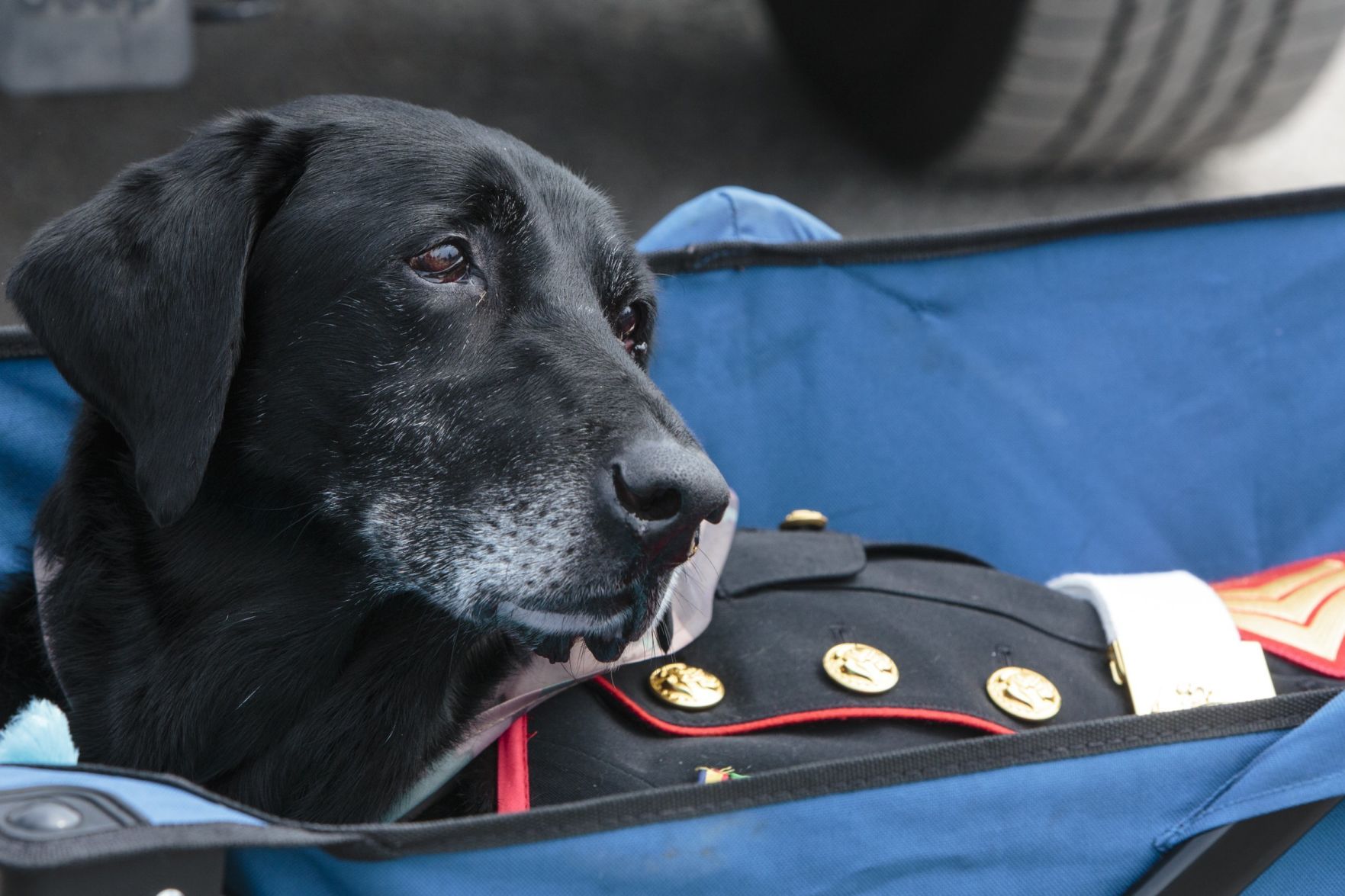 Military Dog Farewell